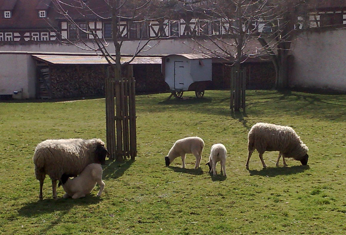Schafe im Klostergarten Seligenstadt